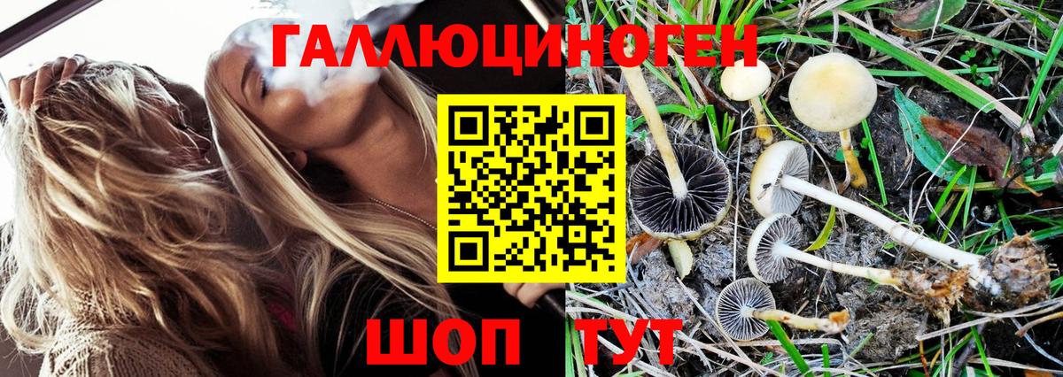 Галлюциногенные грибы Cubensis Шахты